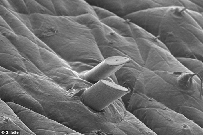 Uma barba macia começa no fio microscópio, veja como ele nasce pós uma lâmina cortar ele. Parece uma lança.