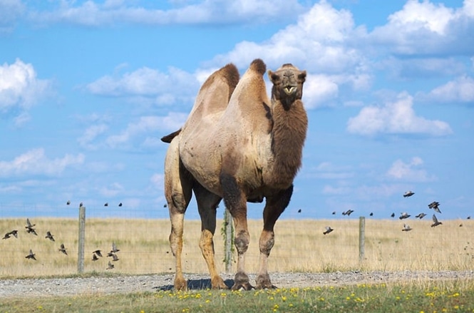 O camelo tem uma barba bem interessante no Reino Animal 