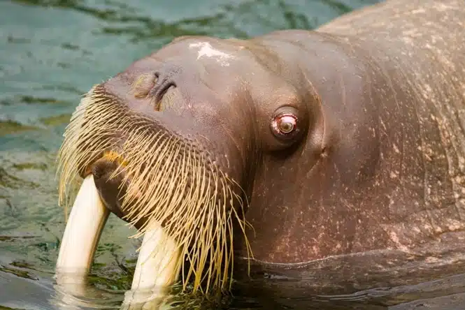 Lontras tem o bigode supremo dentro do Reino Animal 