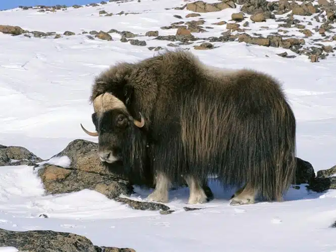 Gnus tem uma das barbas mais incríveis do Reino Animal 