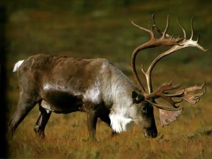 Alces são os grandes barbudos do Reino Animal