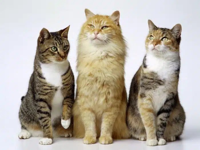 Gatos possuem o bigode e a barba mais elegantes do Reino Animal 