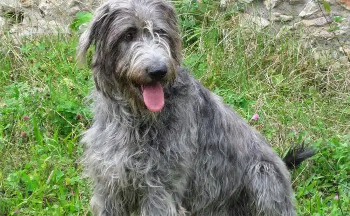 O Wolfhound irlandês tem uma das barbas mais interessantes do Reino Animal 