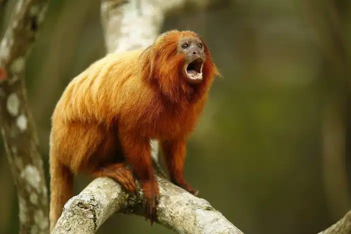 O Mico Leão e sua barba do Reino Animal 