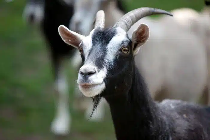 O bode tem uma barba bem conhecida no Reino Animal 