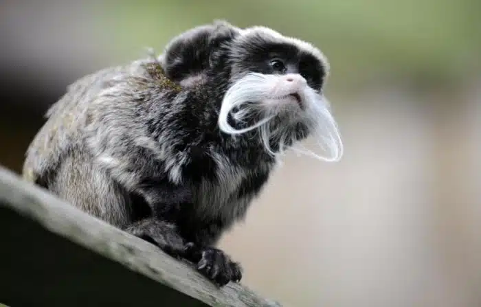 O imperador tamarin é um dos animais barbudos mais curiosos