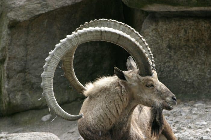 O íbex é um animal majestosos entre os animais barbudos