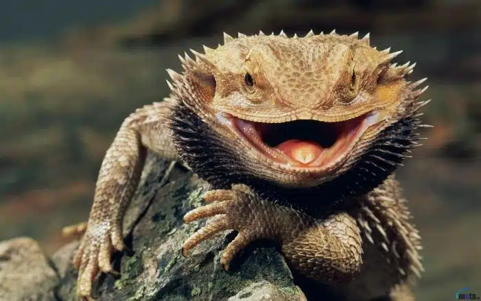 O dragão barbudo é um dos animais barbudos que mais levam os pelos da cara a sério