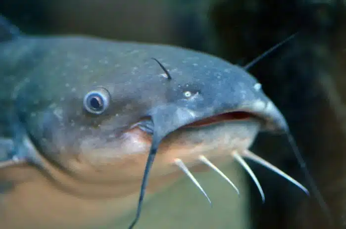 O peixe gato é um dos animais barbudos mais estranhos