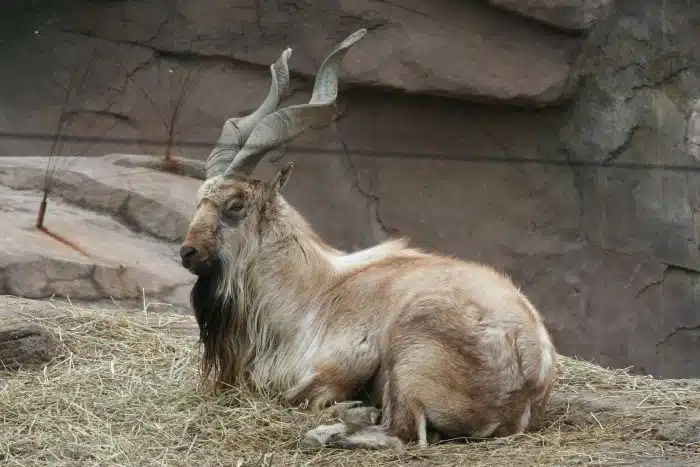O markhor é um daqueles animais barbudos que podem ser bem complicados de se achar, mas que dão um grande respeito