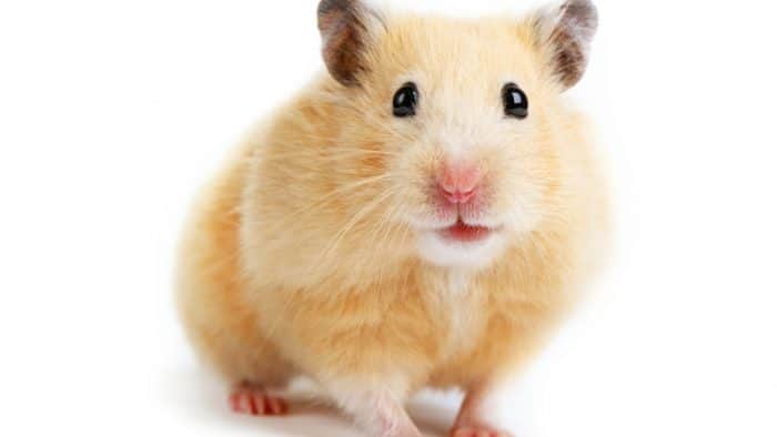 hamsters são animais barbudos de um jeito bem peculiar