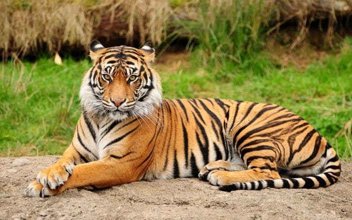 O tigre é uma das grandes referências entre os animais barbudos