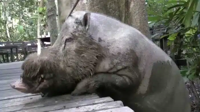 o Porcor Barbudo está entre os animais barbudos mais inusitados