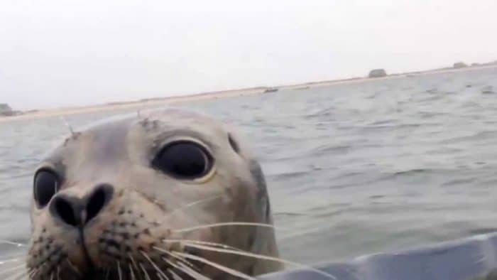 A foca é um dos animais barbudos mais fofos por aí