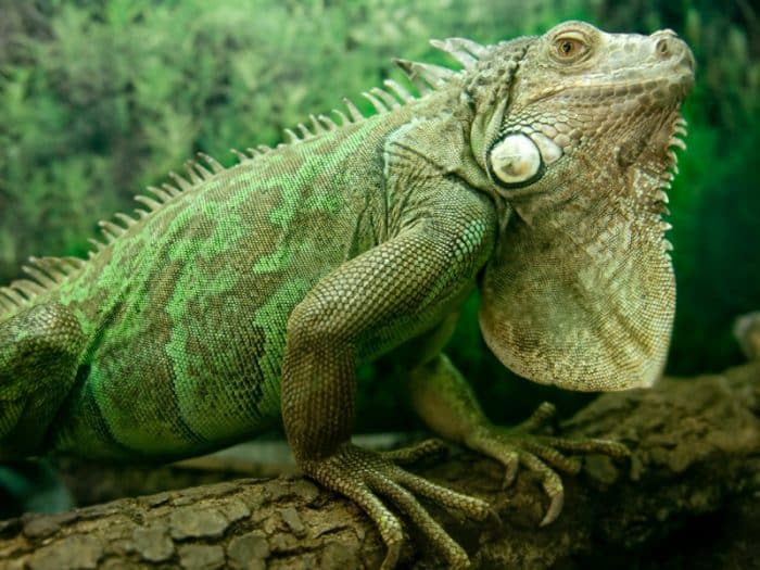 a iguana é um dos animais barbudos mais curiosos