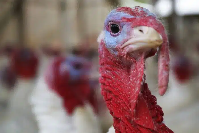 O peru é um animais barbudos com o visual mais engraçado