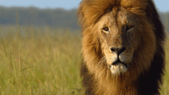 O leão está entre os animais barbudos de maior respeito