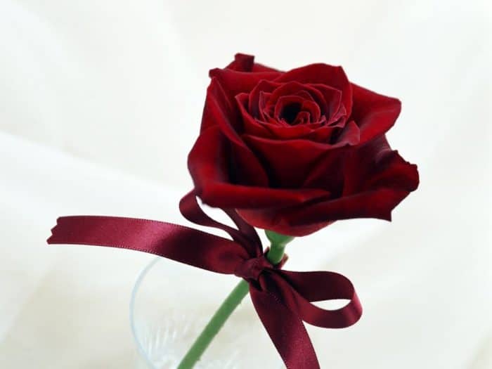 Rosas no Dia Internacional da Mulher são uma das formas são uma das formas mais bonitas de homenagem