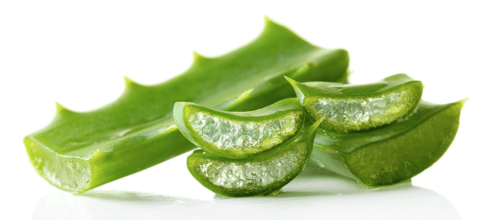A Babosa é uma das plantas mais versáteis para a saúde que existem por aí